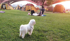 당신에게만 ‘귀여운 개’입니다 서울의 한 한강공원에서 강아지 한 마리가 목줄을 하지 않고 돌아다니고 있다.