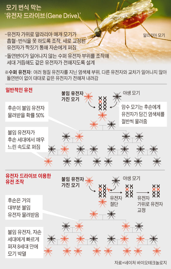 모기 번식 막는 유전자 드라이브