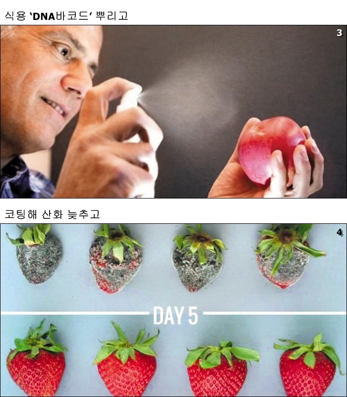 3 세이프 트레이스 CEO 앤서니 조그라포스가 사과에 ‘DNA 바코드’를 분사하는 모습. 4 어필 사이언스의 코팅제를 입힌 딸기(아래)와 일반 딸기(위)의 5일이 지난 뒤 모습. 더 신선하게 유지됐다.
