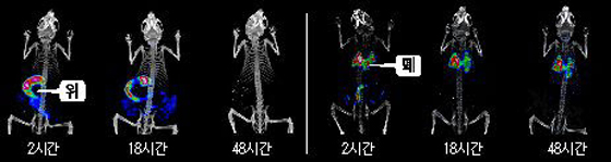 생쥐의 몸속에 들어온 미세 먼지의 시간별 변화. 색이 붉을수록 양이 많다는 의미다. 입으로 들어와 위장에 축적된 미세 먼지는 48시간 뒤 대부분 체외로 배출되지만(왼쪽), 코로 흡입돼 폐에 축적된 미세 먼지는 48시간이 지나도 양이 크게 변하지 않은 것을 알 수 있다. 