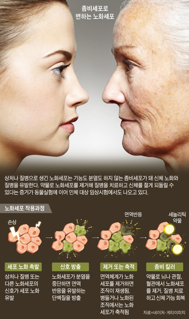 좀비세포로 변하는 노화세포