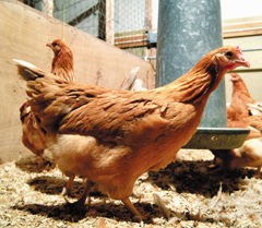 항암제 성분의 달걀을 낳는 닭