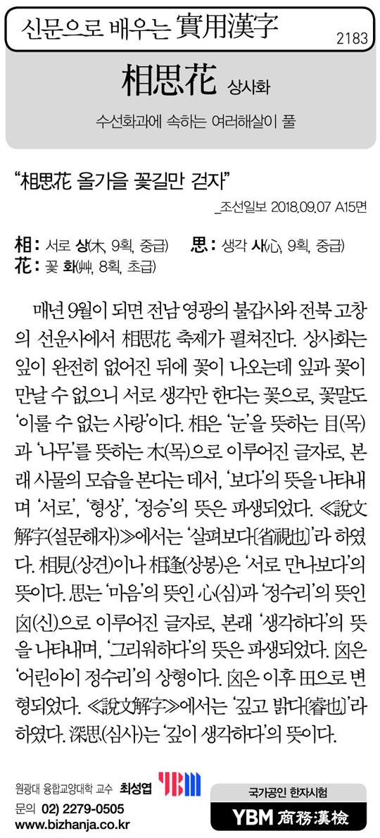[신문으로 배우는 실용한자] 상사화(相思花)