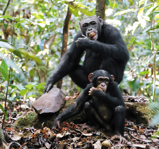 아프리카 코트디부아르의 타이국립공원에 사는 침팬지들이 돌로 열매껍질을 깨서 알맹이를 꺼내 먹고 있다.