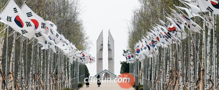 지난 23일 강원도 철원 백마고지 전적비로 향하는 길목에 자작나무가 길게 늘어서 있다. 백마고지 전투 중 산화한 호국 영령의 넋을 기리기 위해 나무마다 태극기가 걸려 있다.