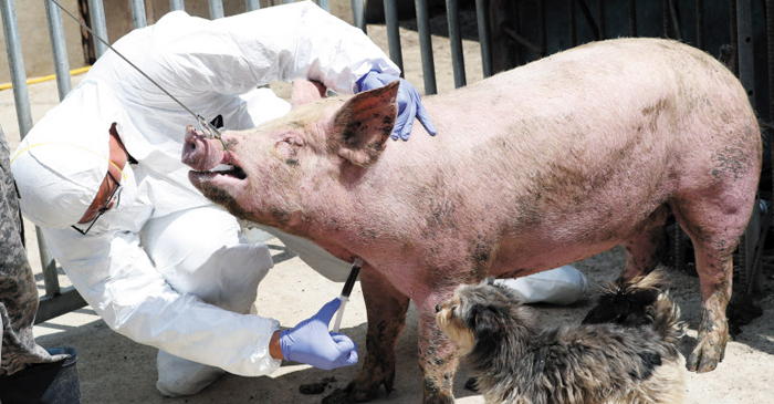 北 접경 강원도 돼지열병 검사 - 가축 방역 관계자들이 31일 강원도 양구의 한 양돈 농가에서 아프리카돼지열병 검사를 위해 돼지 채혈을 하고 있다
