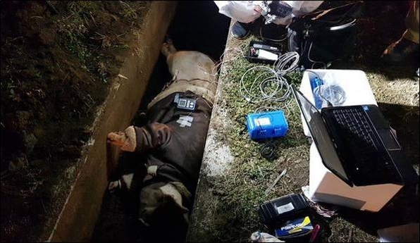 지난해 1월 29일 이씨가 살해된 정확한 시점을 알기 위해 국내 최초로 동물 사체 부패 실험이 진행된 모습. 이씨가 사망 당시 입은 옷과 같은 재질의 무스탕을 입은 돼지가 이씨의 시신이 발견된 제주 애월읍 고내봉 근처 배수로에 놓여 있다. /제주지방경찰청 제공