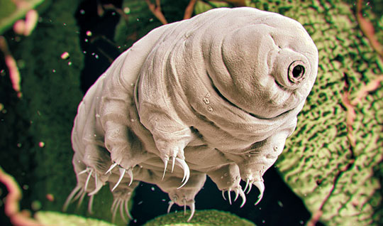 The strongest animal water bear on earth goes to the moon Give