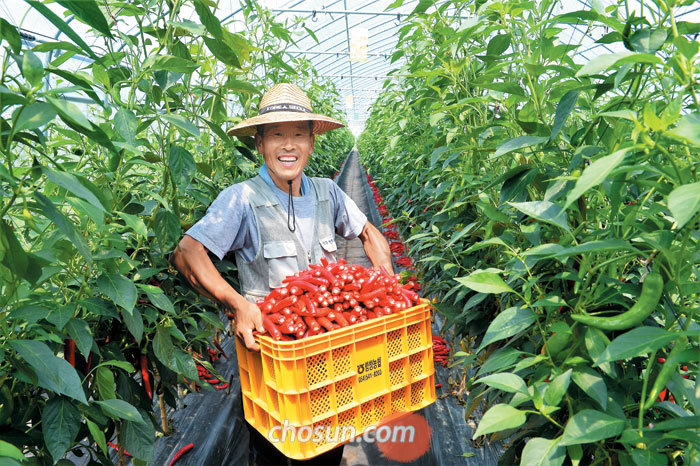 지난 7일 경북 상주시 함창읍 신흥리 '상주고추연구소' 하우스에서 농장주 김주완(55)씨가 수확한 고추를 가득 안고 함박웃음을 짓고 있다. 전국적 추세와는 반대로, 상주를 찾는 귀농귀촌인은 매년 조금씩 늘고 있다. 시는 교육프로그램 등 귀농인들을 위한 지원을 아끼지 않는다.