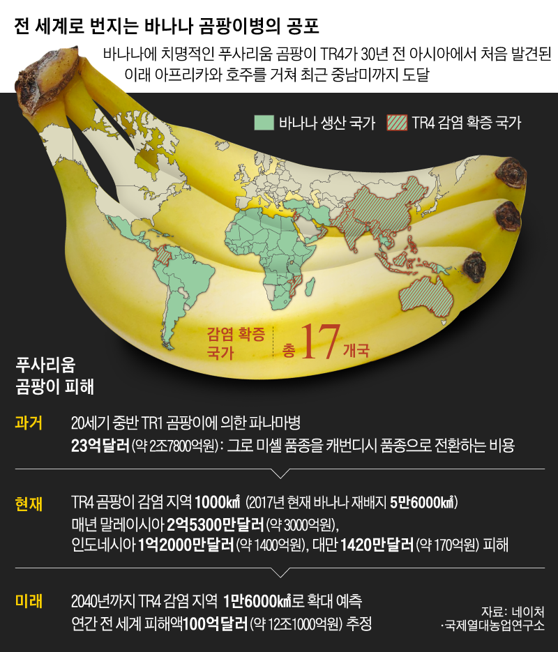 '멸종위기' 바나나, 유전자 가위가 구할 수 있을까