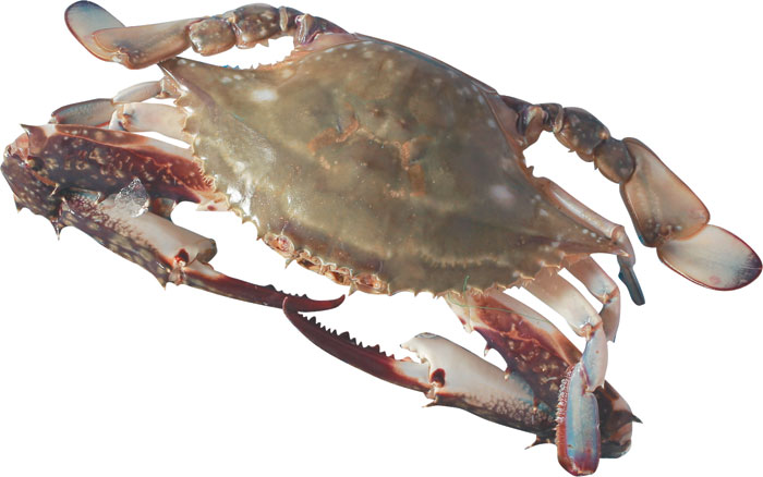 꽃게야 이미지