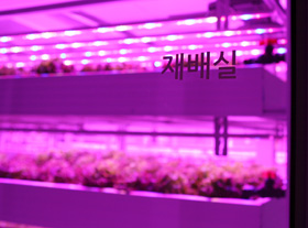 생육에 도움을 주는 파장의 빛을 사용하기 때문에 실내엔 보라색 조명이 들어온다.