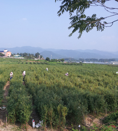 강원비타민나무영농조합 