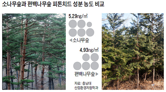소나무숲과 편백나무숲 피톤치드 성분 농도 비교 그래픽