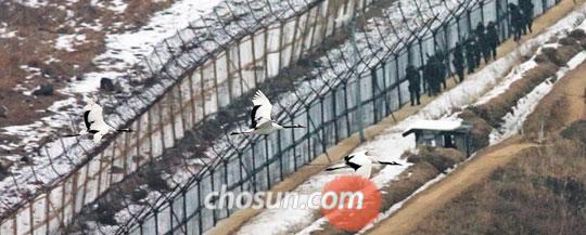 지난 30일 새벽 중부전선 DMZ(비무장지대) 북쪽 지역에서 휴식을 취하다 먹이를 구하기 위해 남방한계선 철책을 넘어 남쪽으로 내려오는 두루미 떼 아래서 우리 초병들이 경계 근무를 서고 있다.