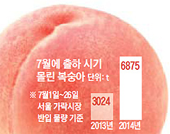 7월에 출하 시기 몰린 복숭아 물량 그래프