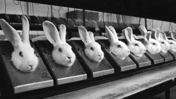 마스카라의 자극성을 실험하는 ‘드레이즈 테스트’를 위해 대기 중인 토끼들./www.irishantivivisection.org