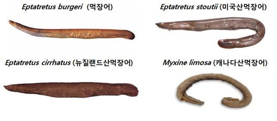 국내에 유통중인 먹장어 종류들. 국립수산과학원 제공