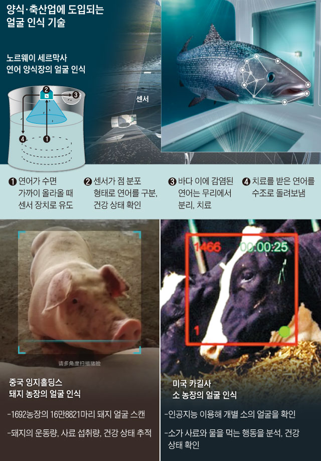 양식, 축산업에 도입되는 얼굴 인식 기술 그래픽