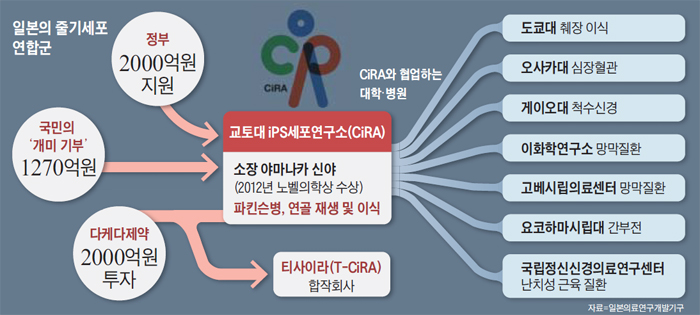 일본의 줄기세포 연합군