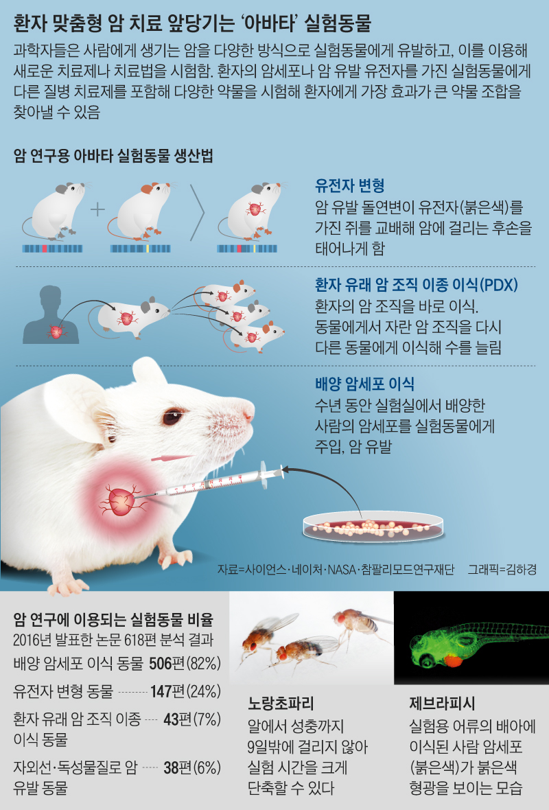 환자 맞춤형 암 치료 앞당기는 '아바타' 실험동물