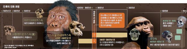 인류의 진화 과정 그래픽