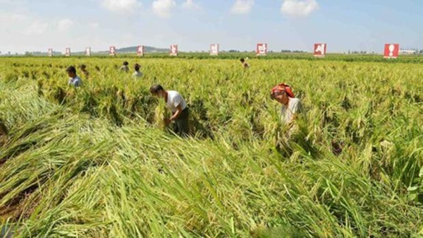 북한 주민들이 태풍 '링링'으로 인해 발생한 농작물 피해를 복구하고 있는 모습./RFA