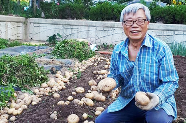 이동필 전 농림축산식품부 장관이 지난 7월 고향인 경북 의성의 텃밭에서 감자를 수확하고 있다.