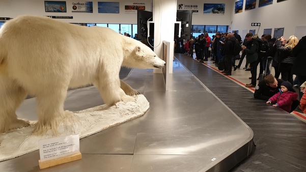 롱이어비엔 공항에 전시돼 있는 북극곰 박제품./ 조홍복 기자