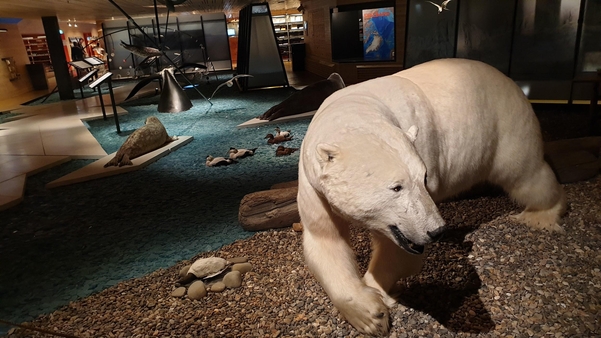 스발바르 박물관에 전시된 박제 북극곰./ 조홍복 기자