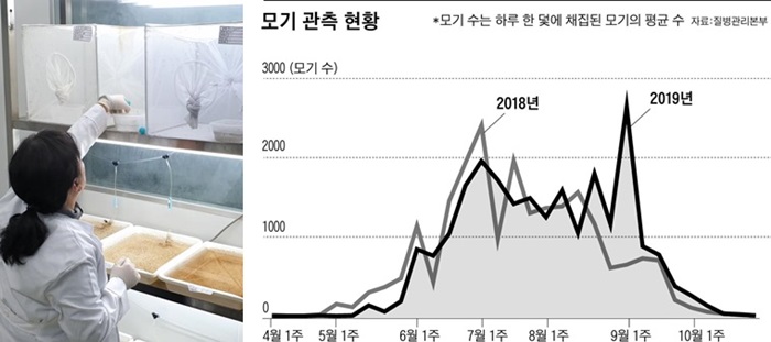 지난 26일 충북 청주시 오송읍 질병관리본부에서 정현희 연구원이 실험용 모기를 사육하고 있다. 올해 가장 모기가 많이 관측된 때는 9월 첫째 주였다. 지난해보다 2달가량 늦다. 조유진 기자