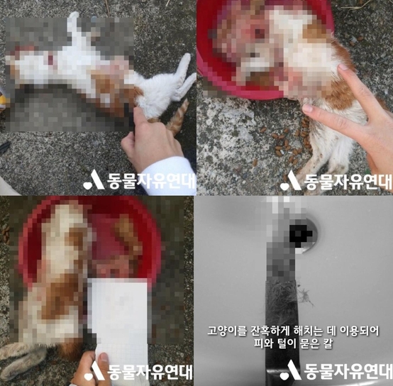인터넷 커뮤니티에 올라온 '고양이 살해' 인증 사진/동물자유연대 제공