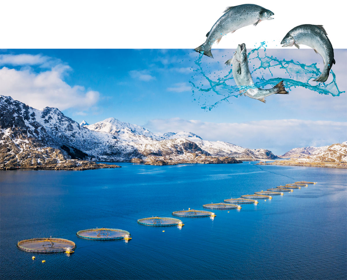 노르웨이 로포텐 제도의 청정 바다에 늘어선 한 연어 양식장의 전경. 노르웨이는 천혜의 자연 환경, 축적된 수산업 기술 등을 바탕으로 양식업을 미래 식량 산업으로 키워냈다.