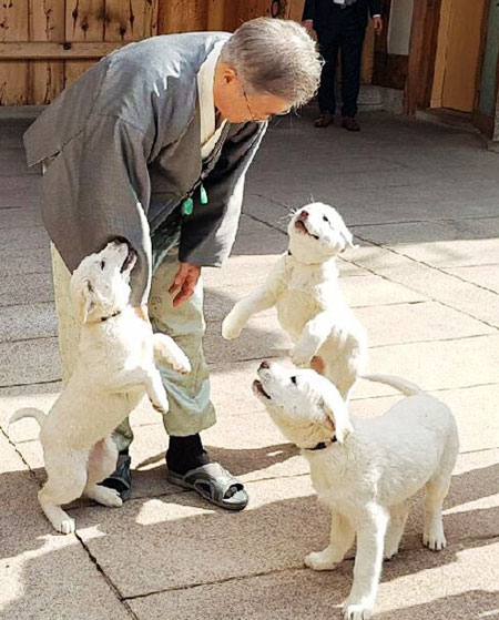 지난해 2월 청와대 관저에서 문재인 대통령이 평양 방문 때 김정은 북한 국무위원장으로부터 선물받은 풍산개 '곰이'와 '송강'이 낳은 강아지들과 함께 있는 모습.