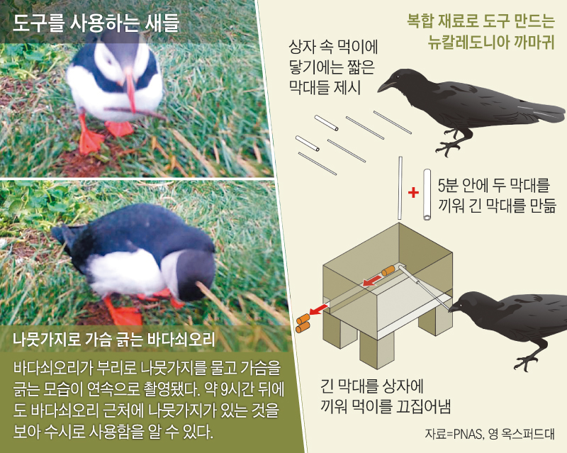 도구를 사용하는 새들