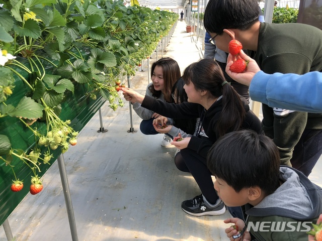 딸기체험