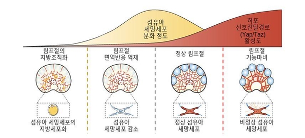 림프절 내 섬유아 세망세포 분화 정도와 히포 신포전달경로의 연관성. /기초과학연구원 제공