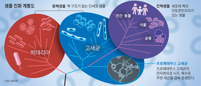 생물 진화 계통도 그래픽
