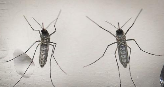 지카바이러스유발하는이집트숲모기. /EPA=연합뉴스 자료사진