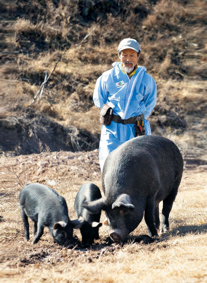 강기갑 전 통합진보당 대표는 이제 공중 부양을 하지 않는다. 땅에 붙어 산다. 사진은 경남 사천시 사천읍에 있는 매실밭에서 그가 돼지를 돌보는 모습. 매실 농사를 하며 소·돼지·오리·칠면조 등 가축 30여 마리도 키운다. 파란색 옷은 과거 구제역 등 가축전염병이 돌았을 때 방역하던 사람들이 입었던 것이다. 그는 아침 7시부터 하루 일을 시작한다.