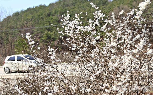 활짝 핀 괴산 장연 송덕리 미선나무
