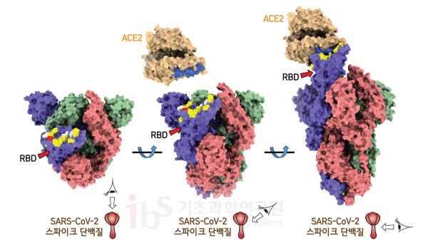 사스코로나바이러스-2 스파이크단백질에서 ACE2가 결합하는 부위를 보면 상당 부분이 천산갑 코로나바이러스와 같은 서열을 갖는 반면, 박쥐 코로나바이러스와는 다른 서열을 갖고 있다(노란색). 흰색은 스파이크단백질에서 ACE2와 결합하는 부위 중 사스코로나바이러스-2, 천산갑 코로나바이러스, 박쥐 코로나바이러스 모두 같은 서열을 갖는 곳이다, 파란색은 ACE2에서 코로나바이러스 스파이크단백질 RBD와 결합하는 부분이다./IBS