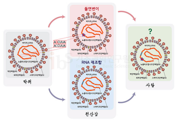 박쥐에서 천산갑으로 옮겨간 바이러스가 돌연변이(그림은 C 염기서열이 G로 변한 것으로 가정)나 RNA 재조합(빨간색이 파란색으로 바뀐 부분이 재조합으로 획득한 RNA부위임을 가정한 예시) 등을 통해 전파력이 강해진 것으로 추정된다./IBS