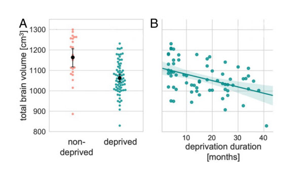 불우한 유년기를 보낸 이들(초록색)의 뇌 부피는 그렇지 않은 이들에 비해 약 8.6% 작은 것으로 나타났다. 또한 불우하게 지낸 시간이 길수록 뇌 부피가 더 많이 감소하는 경향이 있음이 확인됐다./Mackes et al., 2020