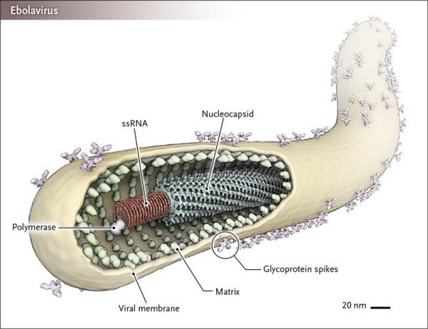 에볼라 바이러스 구조. 길다란 몸통 안에 한 가닥의 유전물질 RNA를 갖고 있다. 표면의 당단백질(glycoprotein)로 숙주세포에 결합한다./NEJM