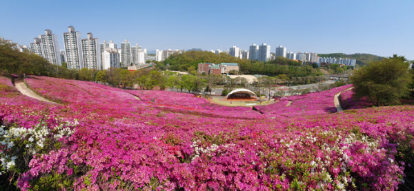 철쭉 동산 꼭대기에 있는 전망대에서 바라본 풍경. 파노마마 촬영으로 담았다.  / 오종찬 기자