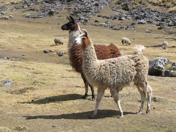 남미 안데스 산맥에 사는 낙타과 동물 라마./위키미디어