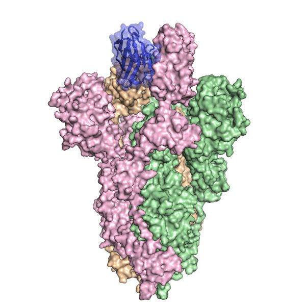 코로나 바이러스의 표면에 있는 돌기(분홍색, 녹색, 주황색) 단백질에 라마의 항체(파란색)이 결합한 모습. 라마 항체는 바이러스가 인체 세포에 결합하지 못하게 한다./미 텍사스대