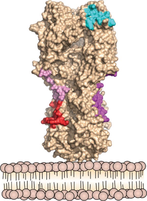 인플루엔자 바이러스의 표면에 있는 헤마글루티닌 단백질 구조. 라마의 항체는 분홍새과 자주색, 붉은색, 파란색으로 표시된 부분에 결합해 인체 감염을 막는다./Science