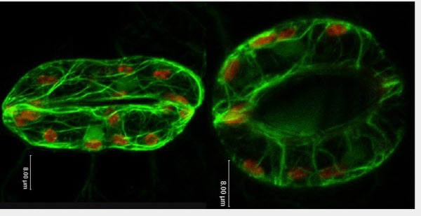 Ĺ   鼭 ȣ ϴ .   κ ü̴./Rothamsted Research